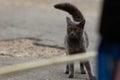 Russian blue cat walks in the city during the day Royalty Free Stock Photo