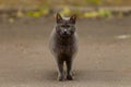 Russian blue cat walks in the city during the day Royalty Free Stock Photo