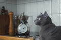 russian blue cat watching a kitchen timer