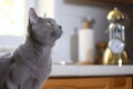 russian blue cat watching a kitchen timer