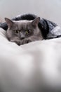 Russian Blue cat on white cat, russian blue, sleepy, sweet, relax, portrait, pedigreed, isolated, portrait studio shot, white,