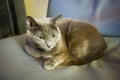 Russian blue cute cat laying on chair