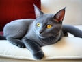 Russian blue gray cat lying on a white sofa Royalty Free Stock Photo
