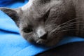 Russian blue, grey cat laying on a lap Royalty Free Stock Photo