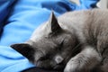 Russian blue, grey cat laying on a lap Royalty Free Stock Photo