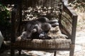 Russian blue grey cat lying in sunshine and stretching its body across an old, weathered, wicker chair Royalty Free Stock Photo