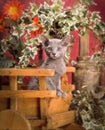 Russian blue kitten