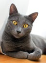 Russian Blue - Smiling cat