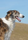 Russian borzoi Royalty Free Stock Photo