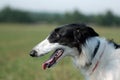 Russian borzoi