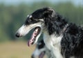 Russian borzoi