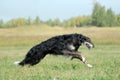 Russian borzoi Royalty Free Stock Photo