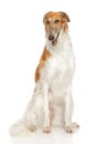 Russian borzoi dog Royalty Free Stock Photo