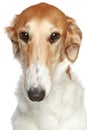 Russian Borzoi dog. Head profile close-up portrait Royalty Free Stock Photo