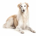 Russian borzoi dog portrait close-up isolated on white. Brave pet, loyal friend, good companion, Royalty Free Stock Photo