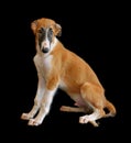 Russian borzoi dog Puppy Royalty Free Stock Photo