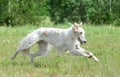 Russian borzoi dog running Royalty Free Stock Photo