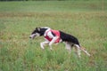 Russian borzoi dog running full speed at lure coursing