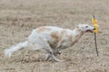 Russian borzoi dog running lure coursing competition on field Royalty Free Stock Photo