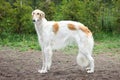 Russian borzoi dog standing
