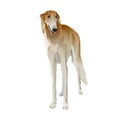 Russian borzoi dog