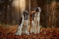 Russian borzoi dogs portrait in an autumn park