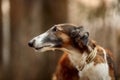 Russian borzoi dogs portrait in an autumn park