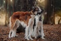 Russian borzoi dogs portrait in an autumn park Royalty Free Stock Photo