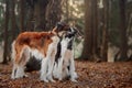 Russian borzoi dogs portrait in an autumn park