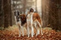 Russian borzoi dogs portrait in an autumn park Royalty Free Stock Photo