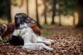 Russian borzoi dogs portrait in an autumn park