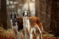 Russian borzoi dogs portrait in an autumn park