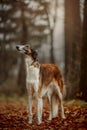 Russian borzoi dogs portrait in an autumn park