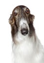 Russian borzoi, greyhound dog Royalty Free Stock Photo