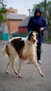 Russian borzoi, greyhound dog portrait with mistress. Outdoor shoot Royalty Free Stock Photo