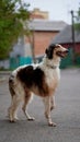 Russian borzoi, greyhound dog portrait. Outdoor shoot Royalty Free Stock Photo