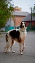 Russian borzoi, greyhound dog portrait. Outdoor shoot Royalty Free Stock Photo