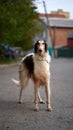 Russian borzoi, greyhound dog portrait. Outdoor shoot Royalty Free Stock Photo