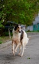 Russian borzoi, greyhound dog portrait. Outdoor shoot Royalty Free Stock Photo