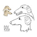 Russian borzoi. Hunting breed dogs. Coloring book page. Vector illustration. Vector logo pure-bred