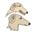 Russian borzoi. Hunting breed dogs. Vector illustration. Vector logo pure-bred