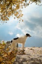 Russian Borzoi