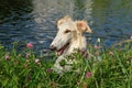 Russian borzoi