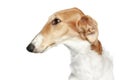 Russian Borzoi. Profile portrait Royalty Free Stock Photo