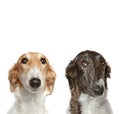 Russian Borzoi puppies (5 months) Royalty Free Stock Photo