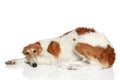 Russian Borzoi puppy (5 months) Royalty Free Stock Photo