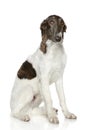 Russian Borzoi puppy (5 months) Royalty Free Stock Photo