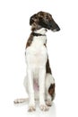 Russian Borzoi puppy (5 months)