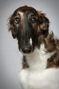 Russian Borzoi puppy (5 months) Close-up portrait Royalty Free Stock Photo