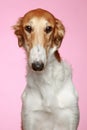 Russian Borzoi puppy (5 months) Close-up portrait Royalty Free Stock Photo